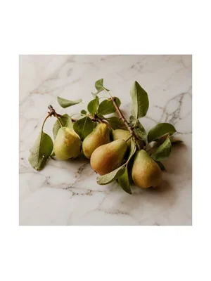 Pear Tree