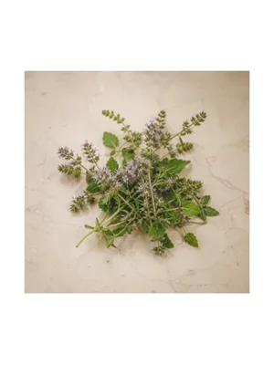 Pennyroyal