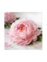Peony