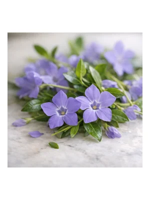 Periwinkle