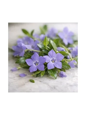 Periwinkle