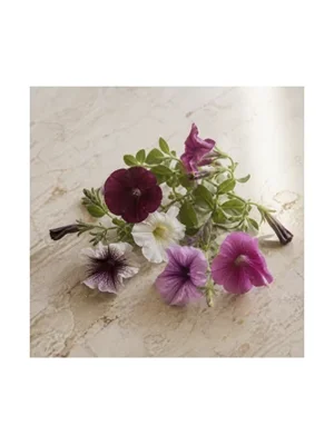 Petunia