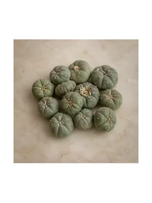 Peyote