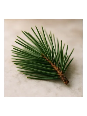 Pine Needle