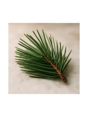 Pine Needle