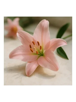 Pink Lily
