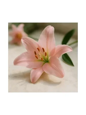 Pink Lily