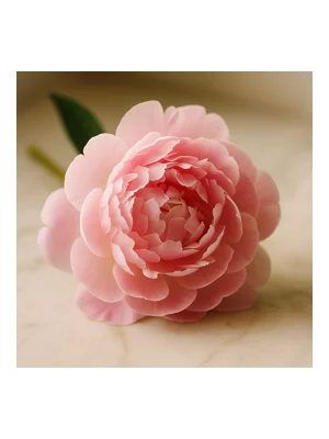 Pink Peony