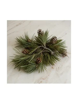 Pinyon Pine