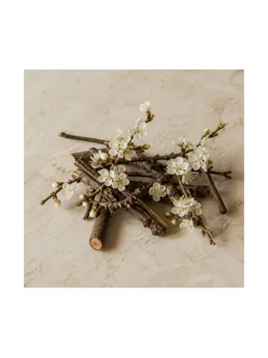 Plum Tree