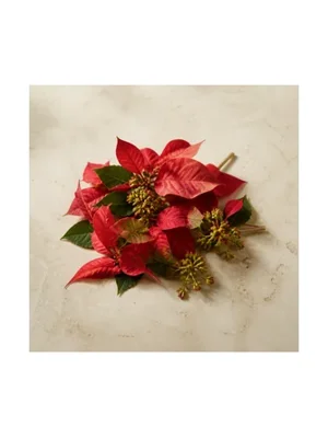 Poinsettia