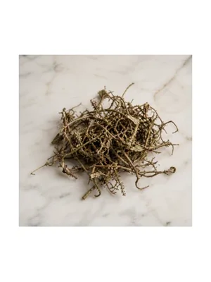 Polygonum