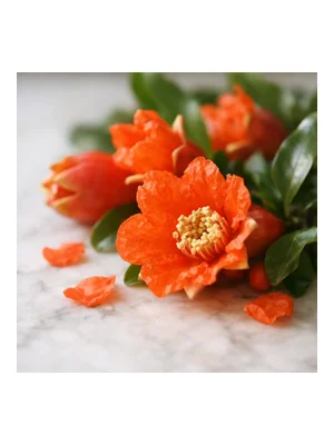 Pomegranate Blossom