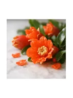 Pomegranate Blossom