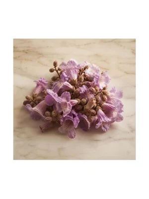 Princess Tree (Paulownia)