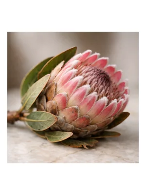Protea