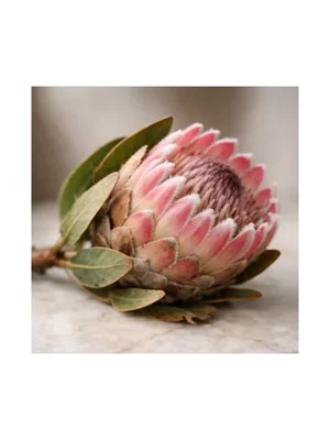Protea