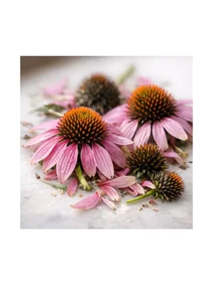 Purple Coneflower