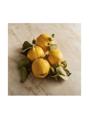 Quince Flower