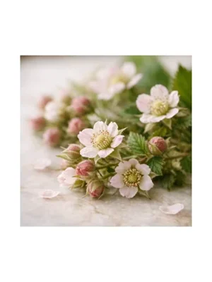 Raspberry Bloom