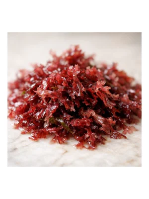 Red Algae