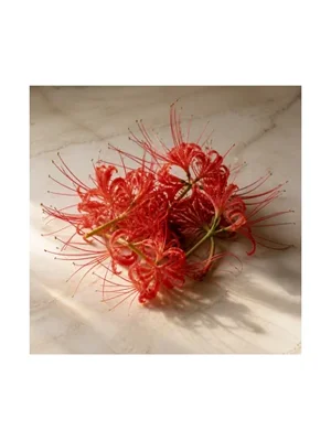 Red Spiderlily