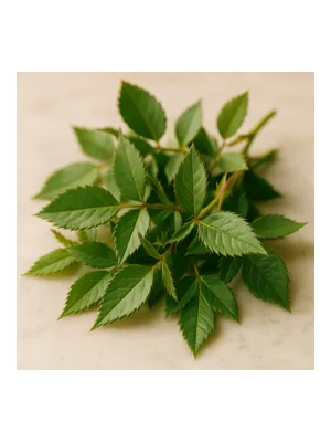 Rose Leaves