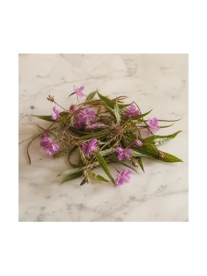 Rosebay Willowherb