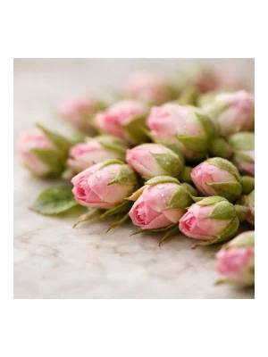 Rosebud