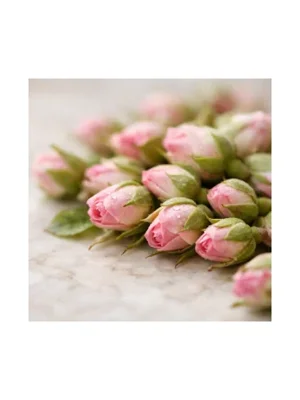Rosebud