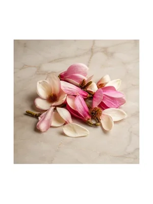 Saucer Magnolia