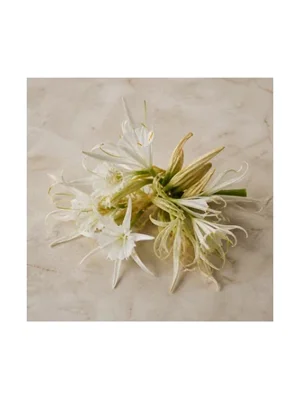 Sea Daffodil