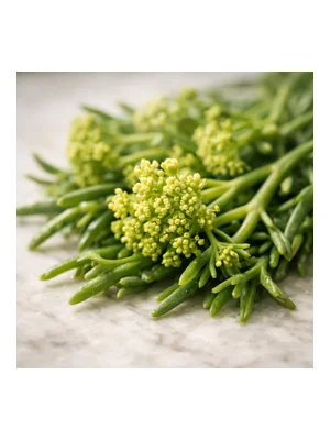 Sea Fennel
