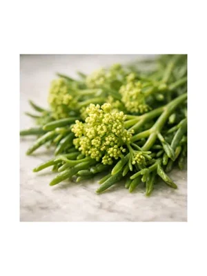 Sea Fennel