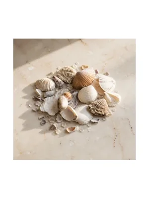 Sea Shells