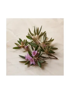 Siberian Rhododendron