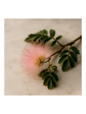 Silk Tree Blossom