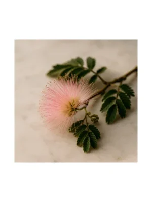 Silk Tree Blossom