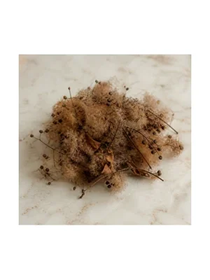 Smoketree