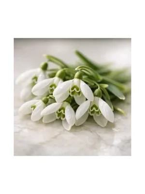 Snowdrops