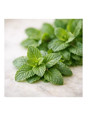 Spearmint