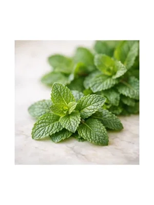 Spearmint