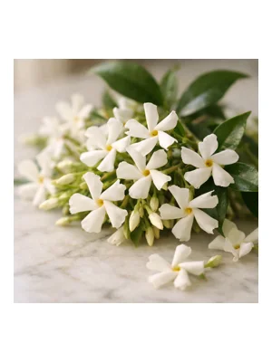 Star Jasmine