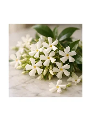 Star Jasmine