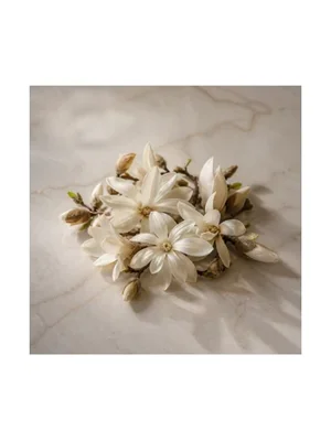 Star Magnolia