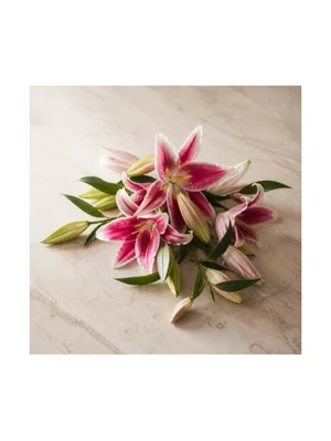 Stargazer Lily