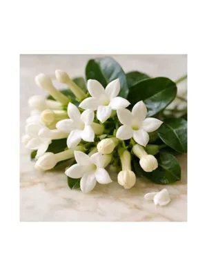 Stephanotis