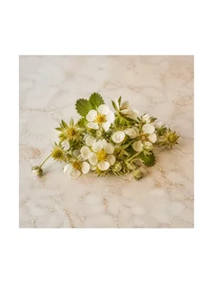 Strawberry Flower