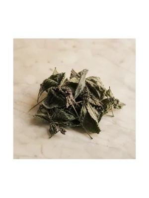 Strobilanthes Callosa