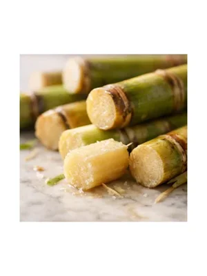 Sugar Cane
